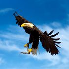 Weißkopfseeadler im Anflug