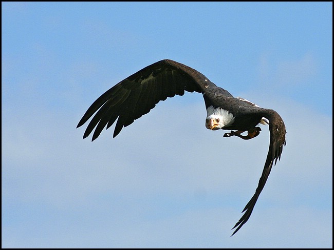 Weisskopfseeadler im Anflug