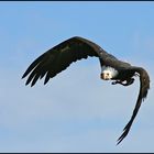 Weisskopfseeadler im Anflug