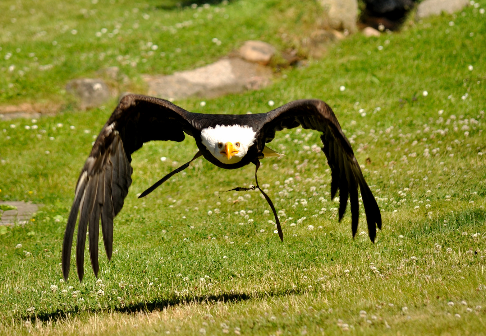 Weisskopfseeadler im Anflug