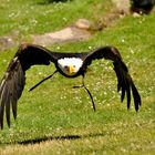 Weisskopfseeadler im Anflug