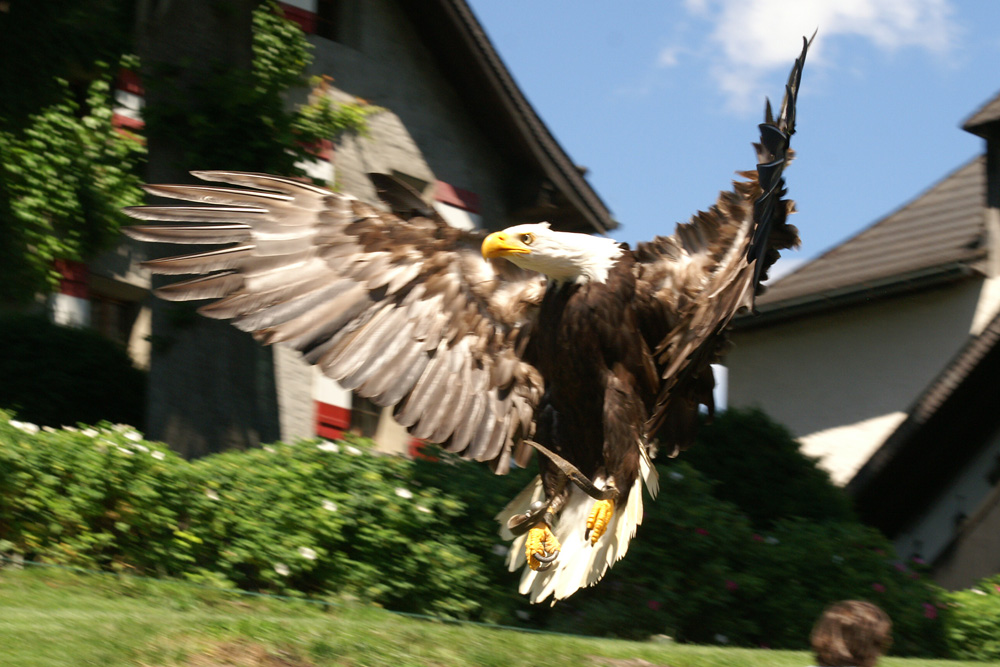 Weißkopfseeadler im Anflug auf den Falkner