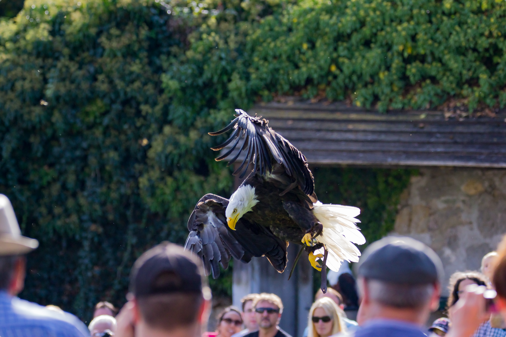 Weißkopfseeadler im Anflug auf die Beute 