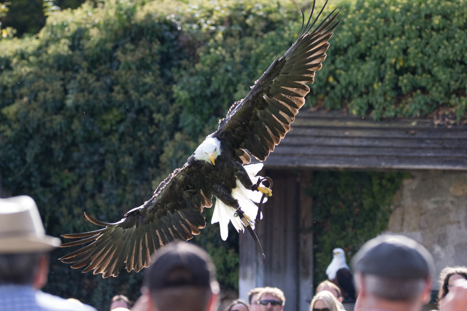 weißkopfseeadler im Anflug auf die Beute die erste 