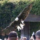 weißkopfseeadler im Anflug auf die Beute die erste 