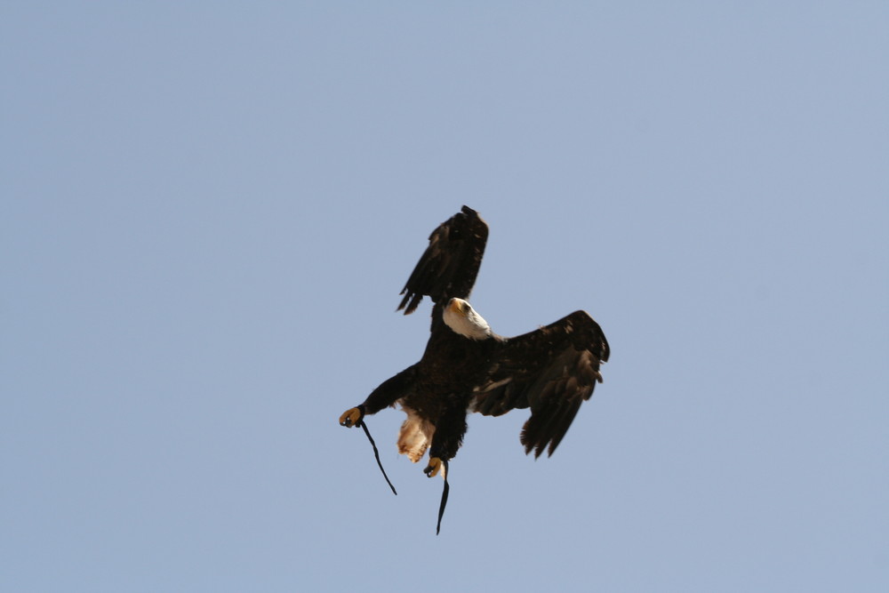 Weißkopfseeadler im Anflug