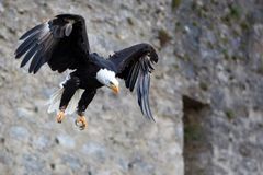 Weißkopfseeadler im Anflug