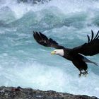 Weißkopfseeadler im Anflug