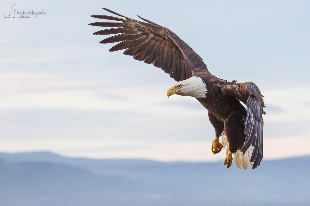 Weißkopfseeadler im Anflug