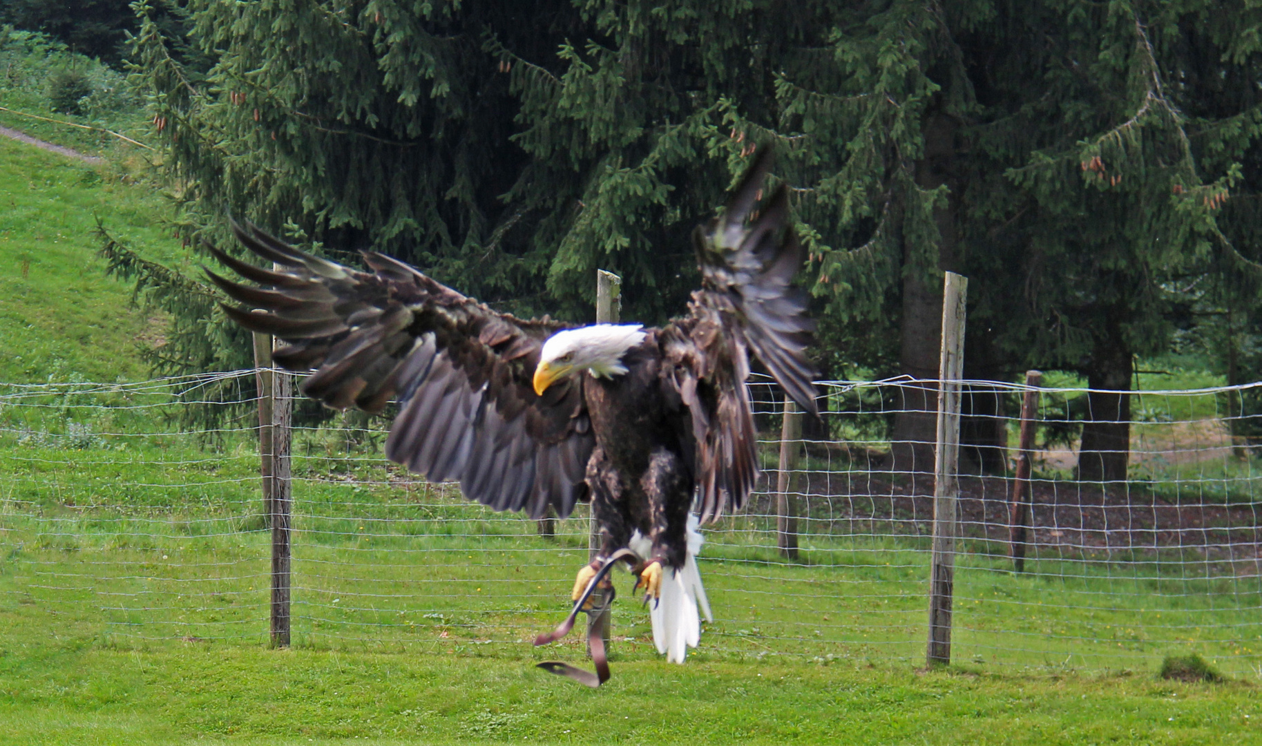 Weißkopfseeadler im Anflug