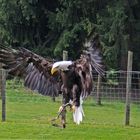 Weißkopfseeadler im Anflug