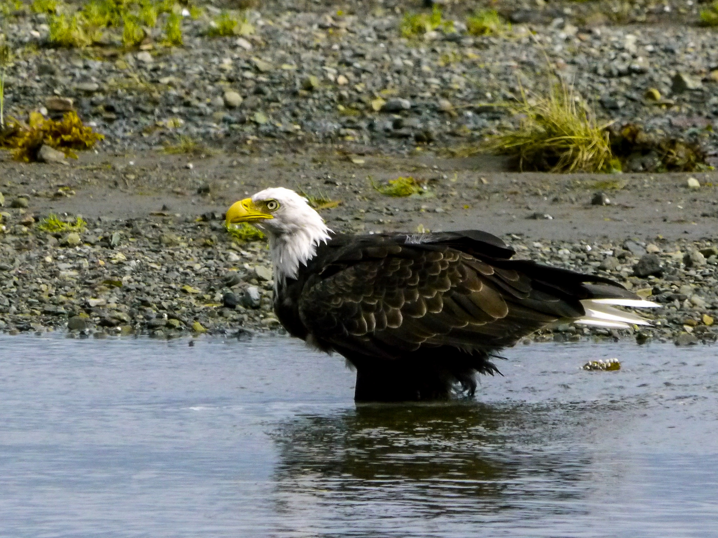 Weißkopfseeadler im Bach