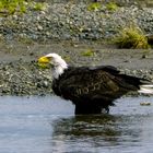 Weißkopfseeadler im Bach