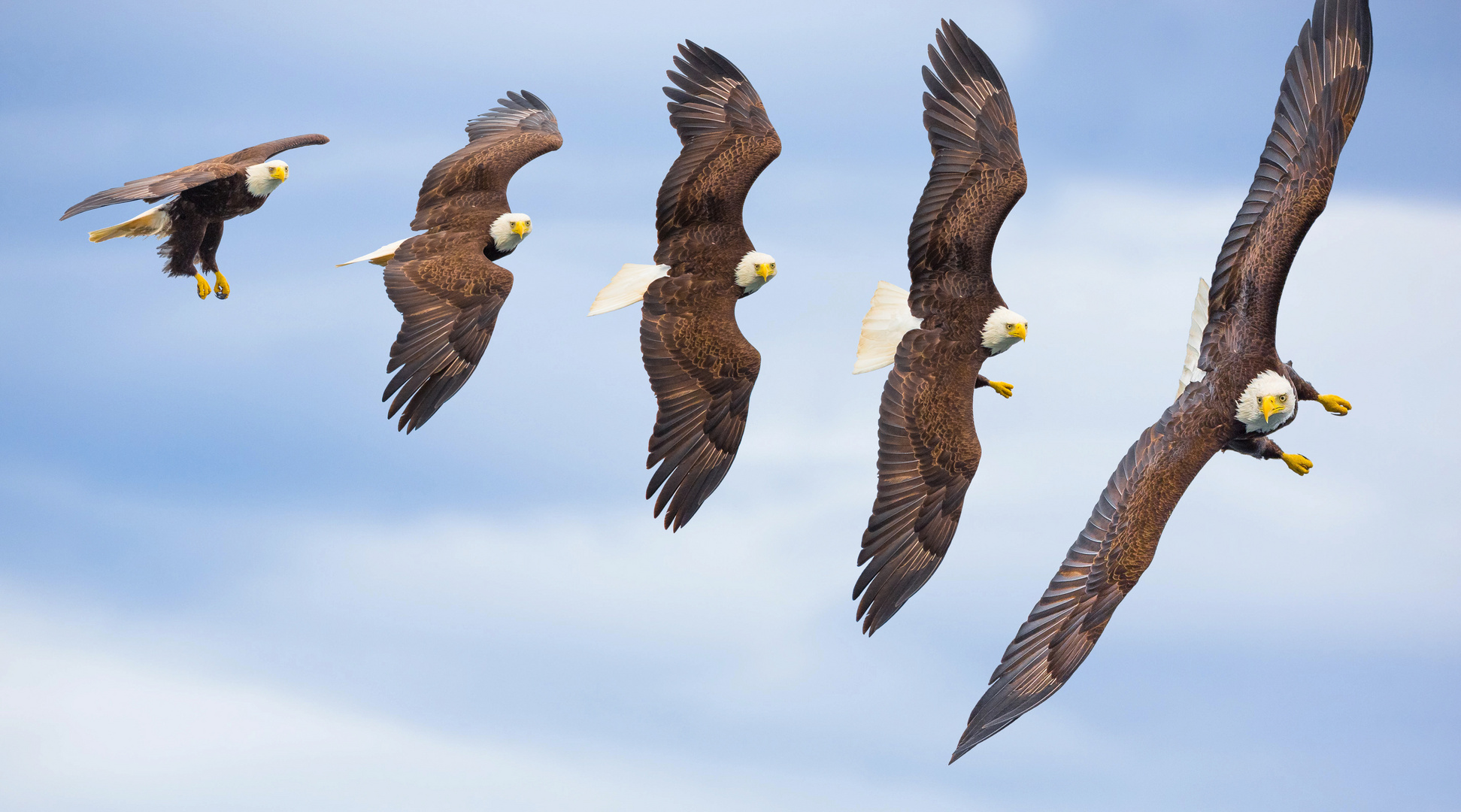 Weisskopfseeadler im Beuteanflug