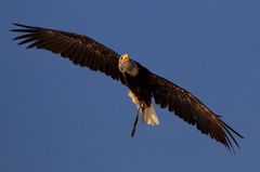 Weißkopfseeadler im diagonal Gleitflug