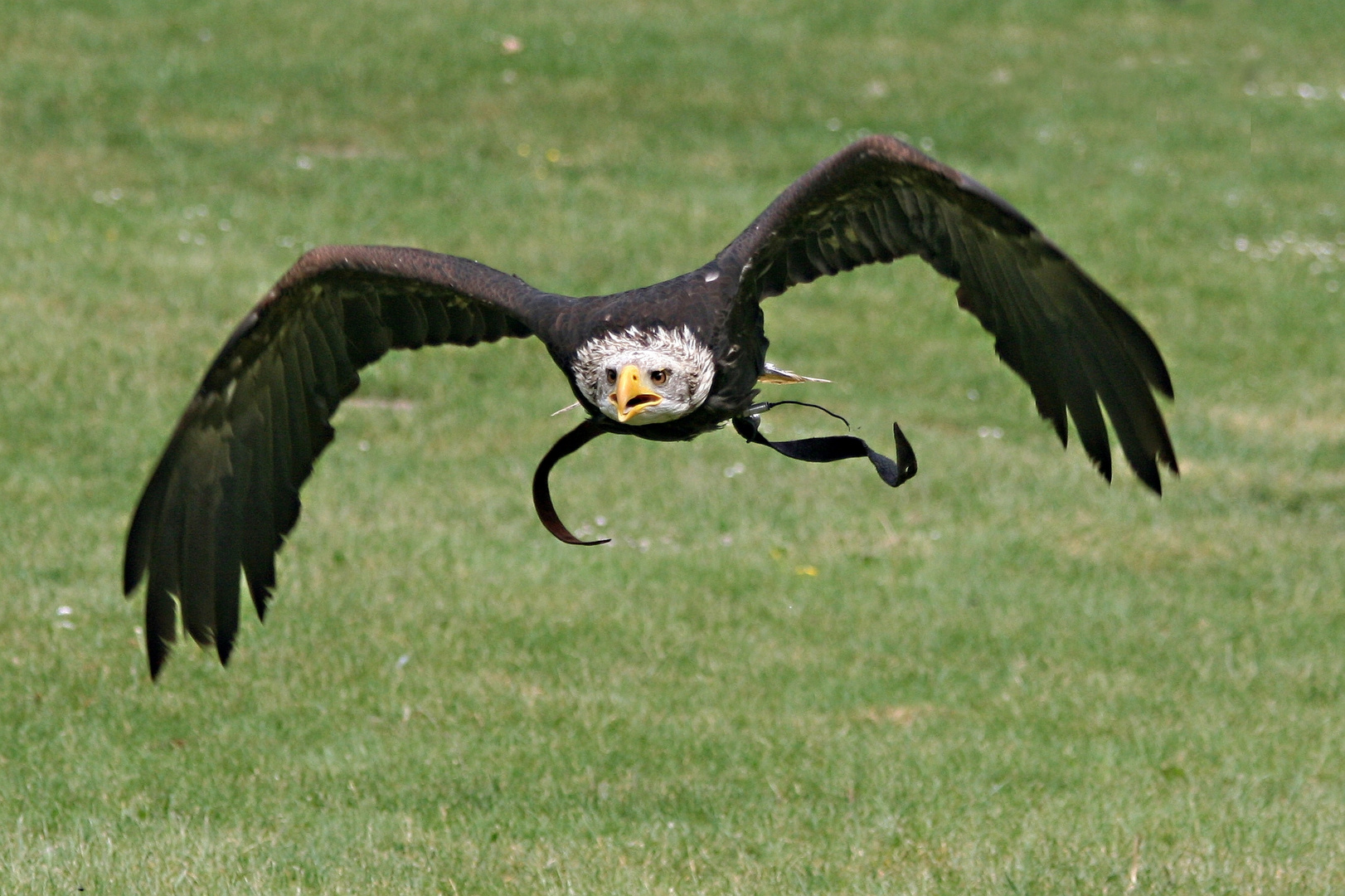 Weißkopfseeadler im Flug