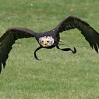 Weißkopfseeadler im Flug