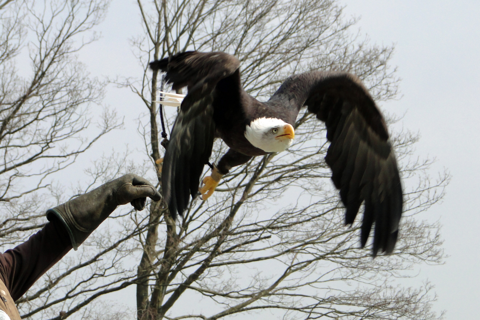 Weißkopfseeadler im Flug 1