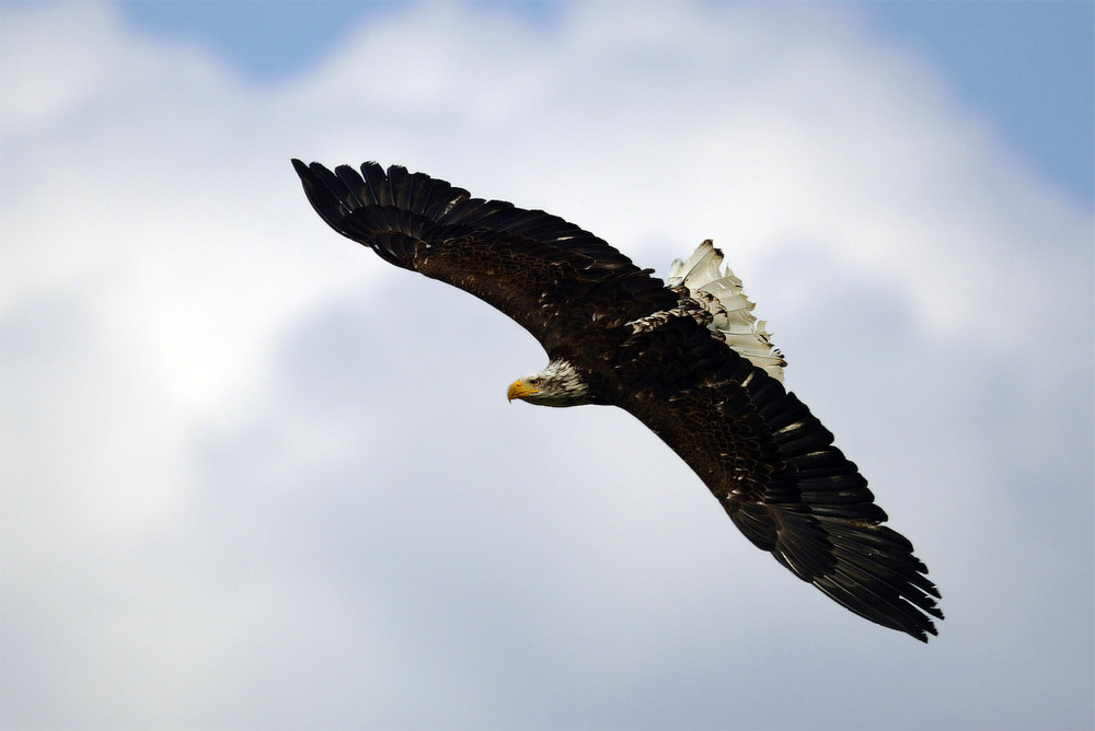 Weisskopfseeadler im Flug