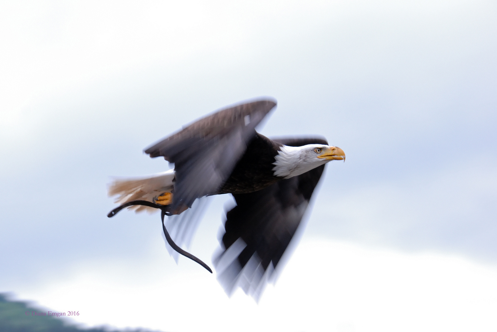 Weißkopfseeadler im Flug