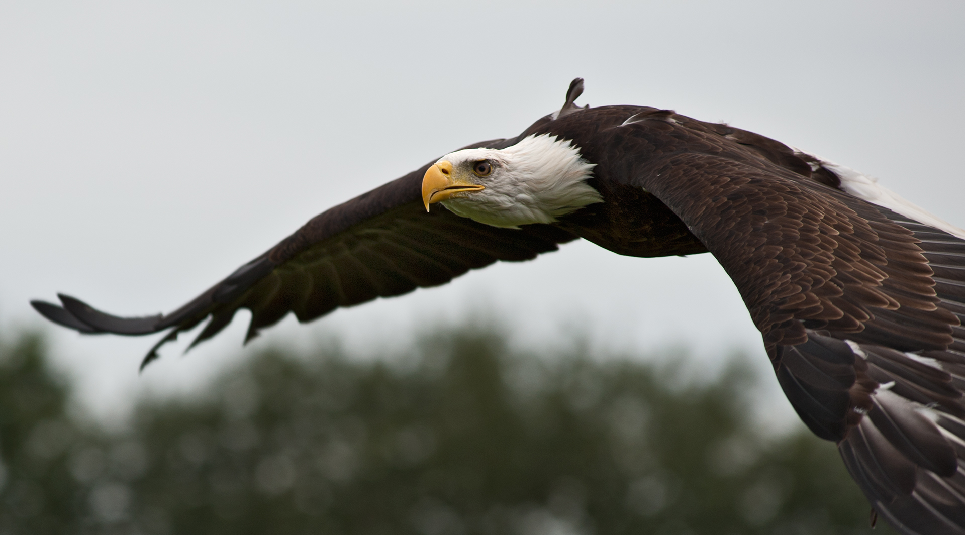 Weißkopfseeadler im Flug