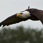 Weißkopfseeadler im Flug