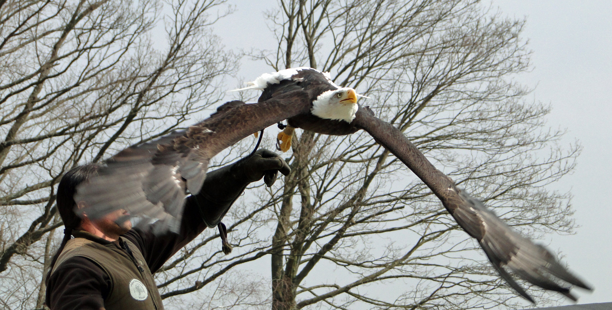 Weißkopfseeadler im Flug 2