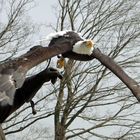 Weißkopfseeadler im Flug 2