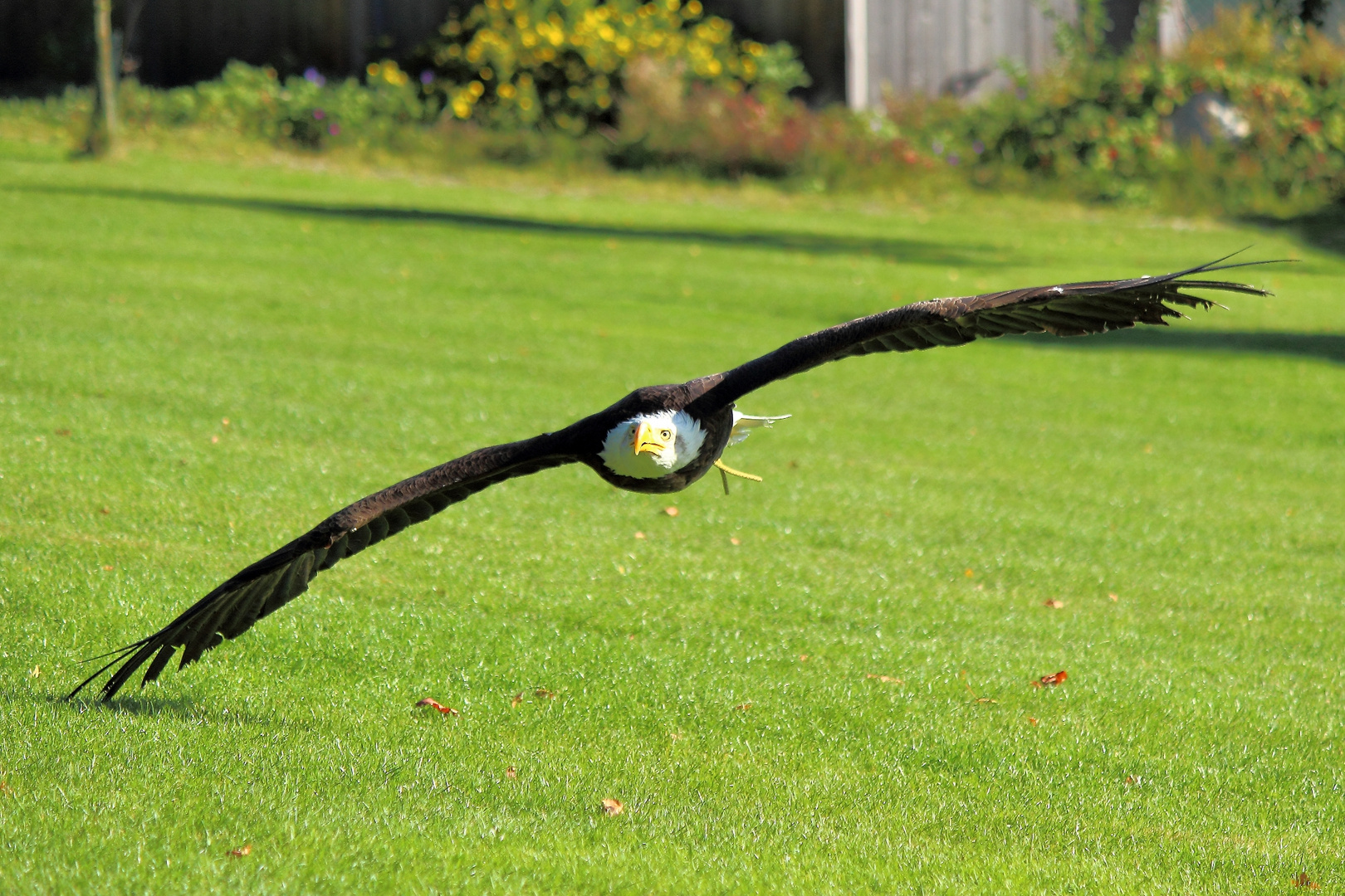 Weißkopfseeadler im Flug