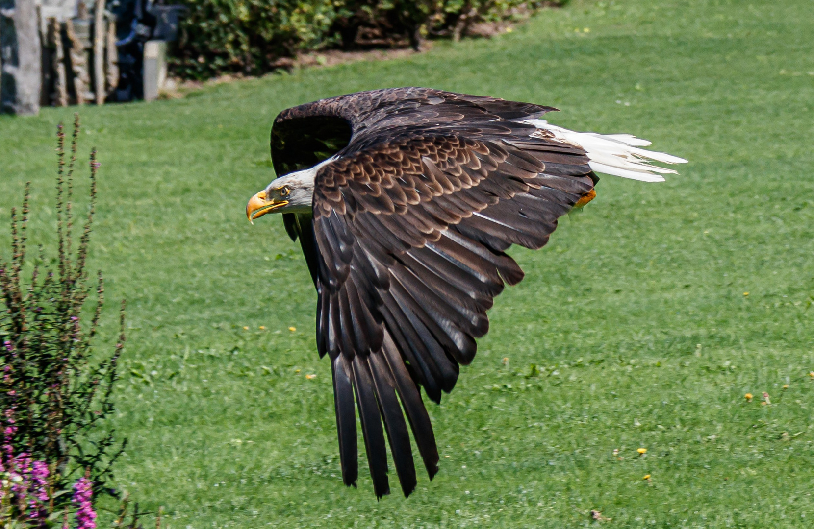 Weißkopfseeadler im Flug