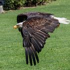 Weißkopfseeadler im Flug