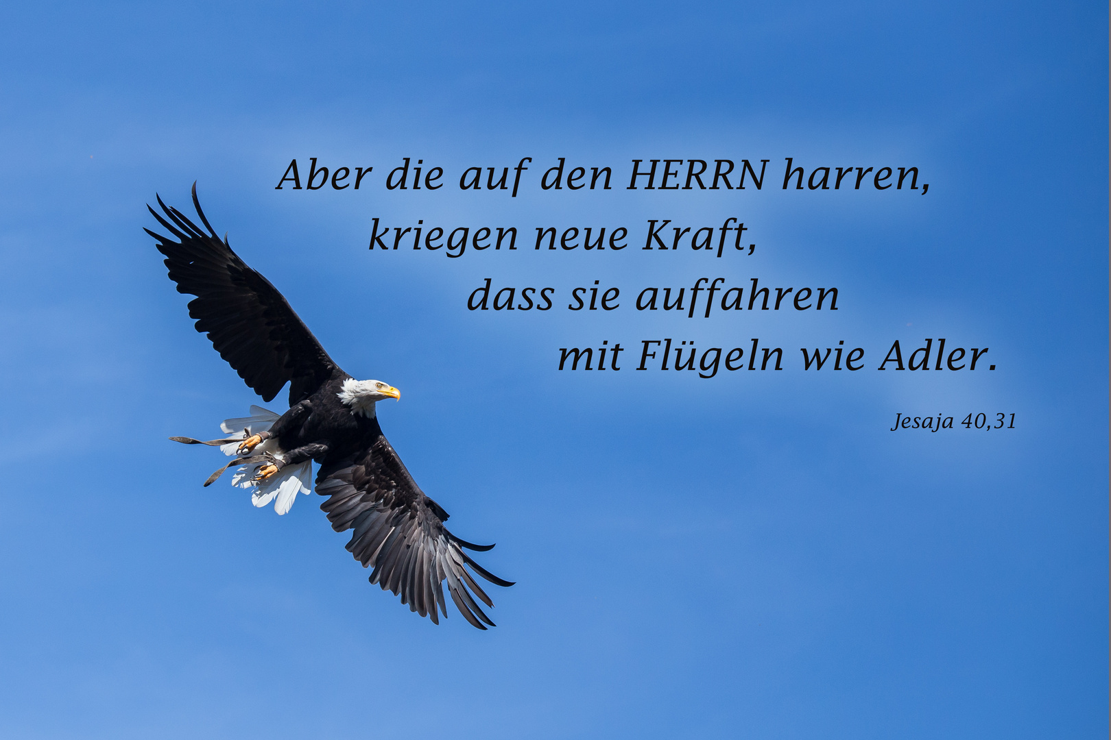 Weißkopfseeadler im Flug!