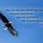 Weißkopfseeadler im Flug!