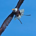 Weißkopfseeadler-im-Flug