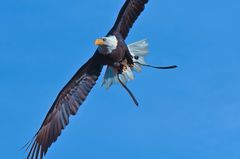 Weißkopfseeadler-im-Flug