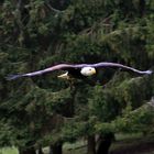 Weißkopfseeadler im Flug