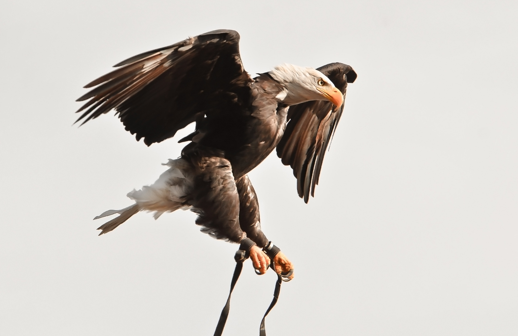 Weißkopfseeadler-im-Flug