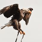 Weißkopfseeadler-im-Flug