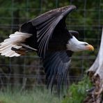 Weißkopfseeadler im Flug.