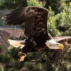 Weisskopfseeadler im Flug