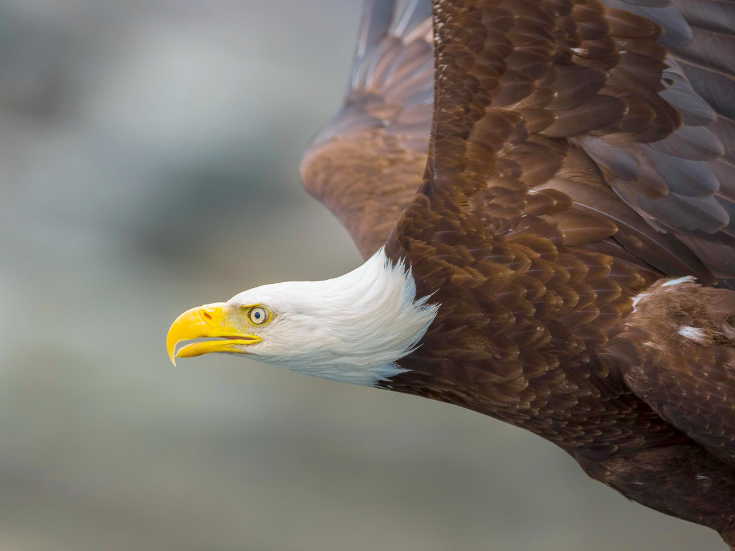 Weisskopfseeadler im Flug