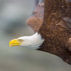 Weisskopfseeadler im Flug