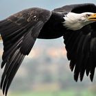 Weisskopfseeadler im Flug