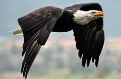 Weisskopfseeadler im Flug