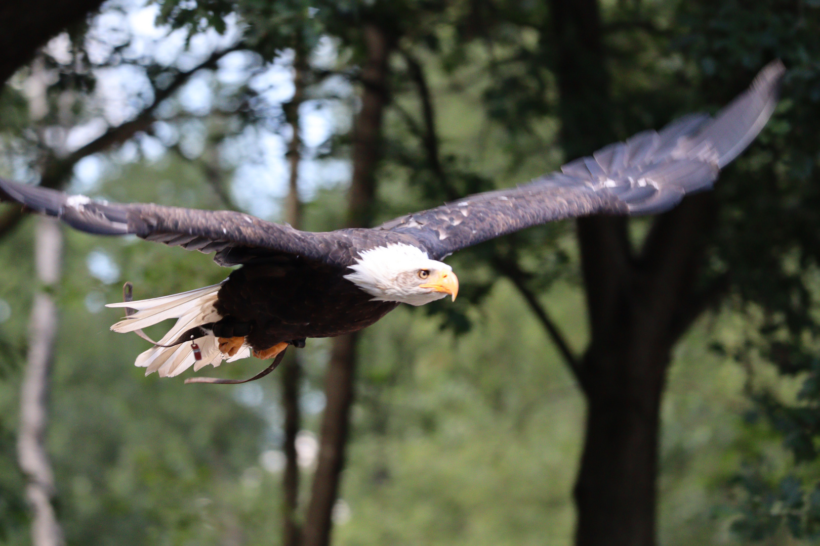 Weisskopfseeadler im Flug