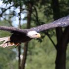 Weisskopfseeadler im Flug