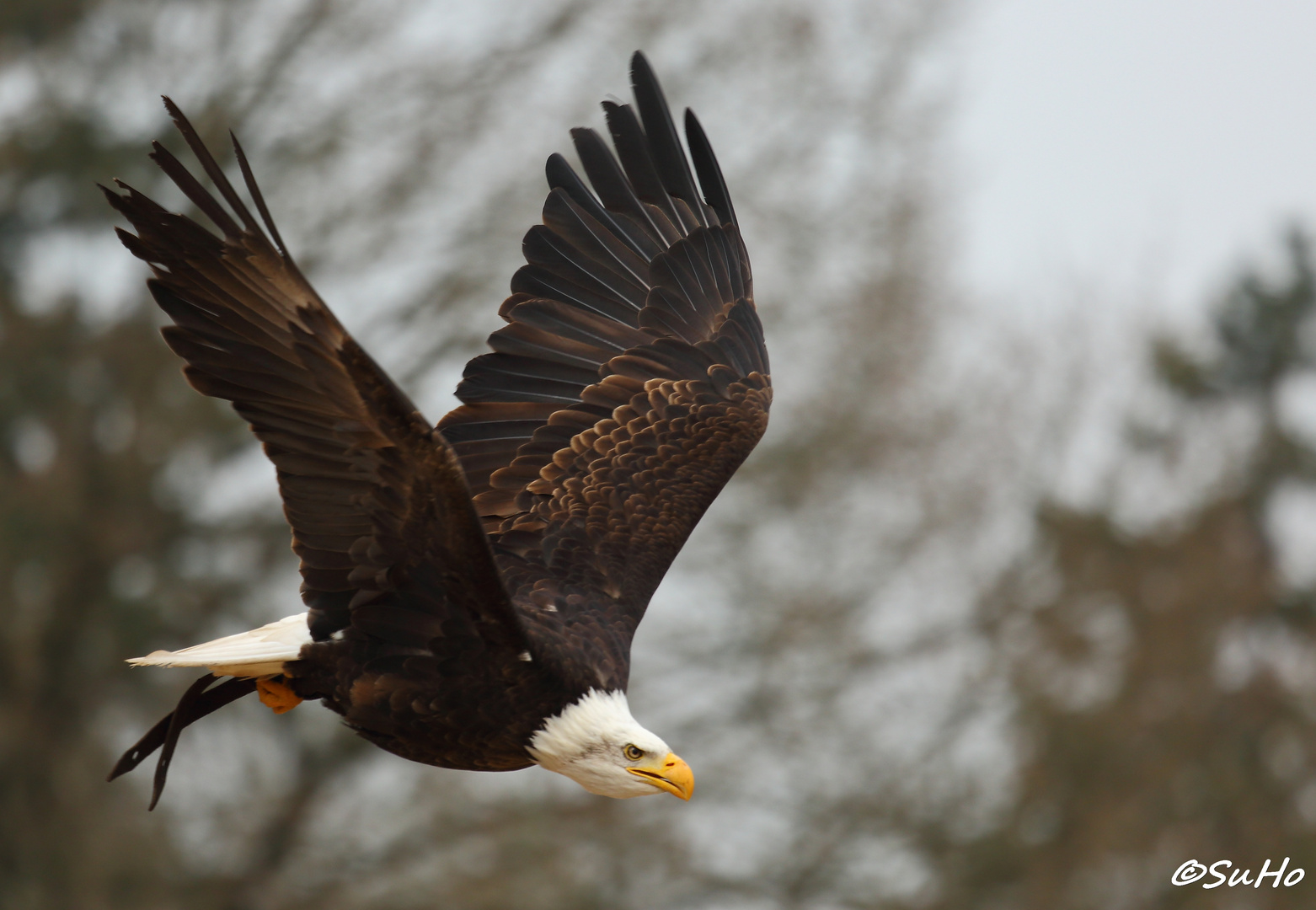 Weißkopfseeadler im Flug