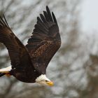 Weißkopfseeadler im Flug