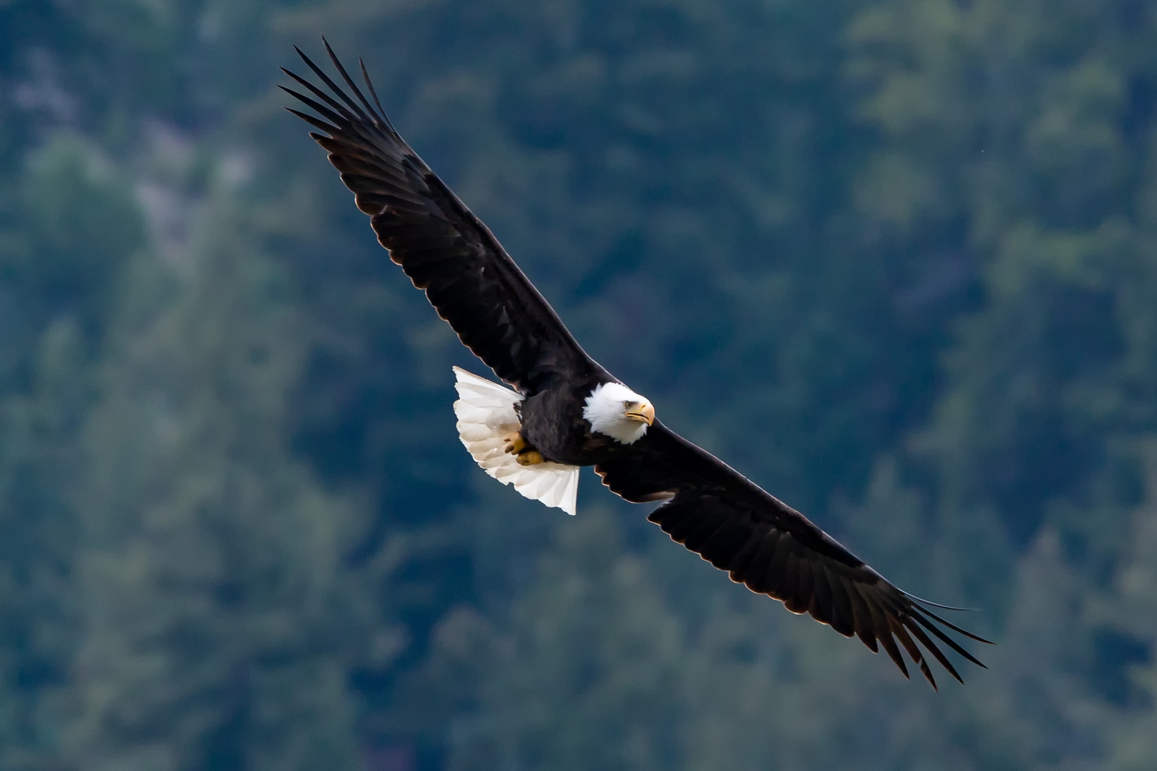 Weißkopfseeadler im Flug