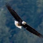 Weißkopfseeadler im Flug